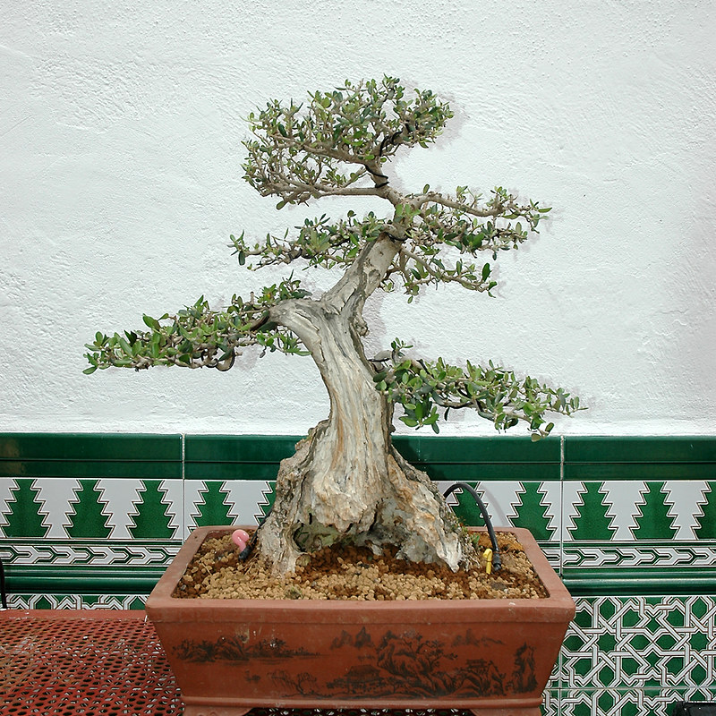 olivo bonsai - Olivo